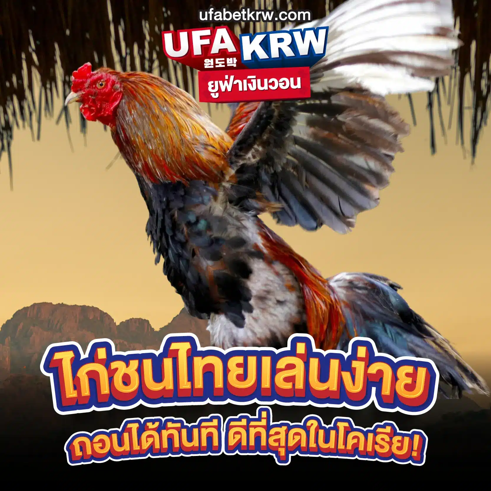 ไก่ชนไทยเล่นง่าย ถอนได้ทันที ดีที่สุดในโคเรีย!
